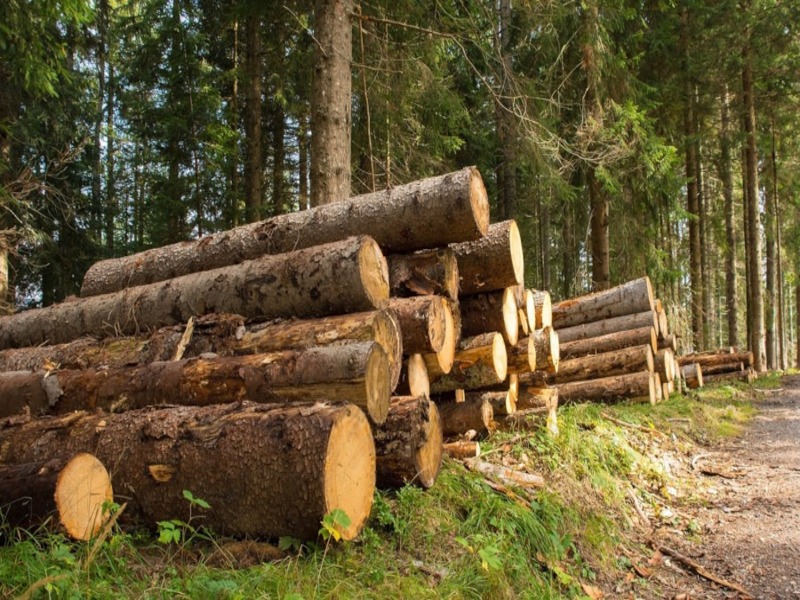 Il legno come risorsa strategica